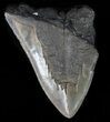 Partial, Serrated Megalodon Tooth - South Carolina #39259-1